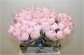 Ранункулус-Ranunculus-Cloni Ex Lady Hanoi Pink-45cm 2e689161-bfa5-11ec-0a80-0b4c0007ab7e