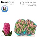 Гиацинт-Hyacinthus-Johanna-30cm 2e6ef365-bfa4-11ec-0a80-0b4c0006b47a