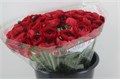 Ранункулус-Ranunculus-Cloni Ex Tango-45cm 2e704789-bfa5-11ec-0a80-0b4c0007ab87