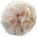 Гвоздика ст-Dianthus st-Brut-65cm 048b943b-bfa4-11ec-0a80-0b4c00068e30