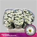 Хризантема сант-Chrysant sant-Rossi White-55cm-100gr 2e7ebc21-bfa6-11ec-0a80-0b4c0008928c