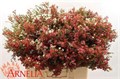 Ваксфлауэр-Chamelacium-Un My Sweet 16-60cm-70gr 2e8359af-86d4-11ee-0a80-0d52004cf970