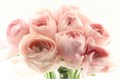 Ранункулус-Ranunculus-Cloni Extra Lady-45cm 2e8ded6d-bfa5-11ec-0a80-0b4c0007abab