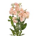 Маттиола куст-Matthiola sp-Peach-60cm-AO 2e9086a0-6cb2-11f0-0a80-072b00002a1d