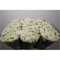 Хризантема сант-Chrysant sant-Rossi White-55cm-110gr 2eb226a4-bfa6-11ec-0a80-0b4c000892f0