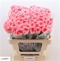 Гвоздика ст-Dianthus st-Fresh Love-70cm 2eba4985-86d4-11ee-0a80-0d52004cf976