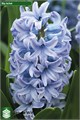 Гиацинт-Hyacinthus-Sky Jacket-30cm 2ebfae6b-bfa4-11ec-0a80-0b4c0006b4d0