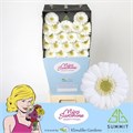 Гербера-Gerbera-Mi Albino- Ds Doos-45cm 048fb5f2-5376-11ed-0a80-0b7900380a53