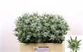 Эрингиум-Eryngium-Sirius Qstar--40cm 2ecdcd0e-0e19-11f0-0a80-0c45002e08ea