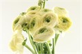 Ранункулус-Ranunculus-Cloni Extra Creme-45cm 2ee3d370-bfa5-11ec-0a80-0b4c0007ac06