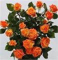 Роза куст-Rosa sp-Orange Peps-60cm-RS 2eefe6f2-97b6-11ef-0a80-0f9d00009cc0
