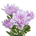 Хризантема куст-Chrysant Tr-Baltica Pink-70cm-100gr 2ef146e9-86d4-11ee-0a80-0d52004cf97f