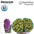 Гиацинт-Hyacinthus-Purple Star-30cm 2ef3e38b-bfa4-11ec-0a80-0b4c0006b506