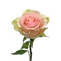 Роза-Rosa-Frutteto-50cm--PE 2f066c7d-bfa9-11ec-0a80-0b4c000b3151