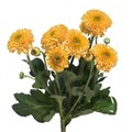 Хризантема сант-Chrysant sant-Doria Orange-55cm-110gr 2f08f985-86d4-11ee-0a80-0d52004cf985