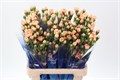 Гвоздика куст-Dianthus tr-Dany Gold Select Hi-65cm-35gr 2f1e9d8e-86d4-11ee-0a80-0d52004cf98e