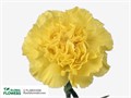 Гвоздика ст-Dianthus st-Kiro-65cm 2f23202a-86d4-11ee-0a80-0d52004cf991