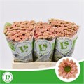 Хризантема сант-Chrysant sant-Rossi Smokey-55cm 2f2bc13a-bfa6-11ec-0a80-0b4c000893c7