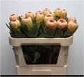 Протея-Protea-Grandicolor--70cm 2f2c45c6-cc30-11ef-0a80-13c4004d6f22