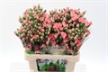 Гвоздика куст-Dianthus Tr-Abenico Select-65cm-35gr 2f2c9c46-86d4-11ee-0a80-0d52004cf997