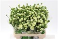 Гвоздика куст-Dianthus Tr-Brocoli Select X5-65cm-35gr 2f30832a-86d4-11ee-0a80-0d52004cf99a
