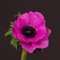 Анемон-Anemone-Sup Shocking Pink-40cm-DA 2f38a283-b5e6-11ed-0a80-0db3004aa8f7