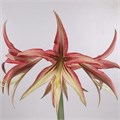 Амариллис St-Hippeastrum St-Tango-80cm 2f4dcf51-86d4-11ee-0a80-0d52004cf99d