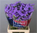 Лимониум-Limonium-S Martin Blue-80cm-70gr 049c5057-acc6-11ef-0a80-02d0007aaf36