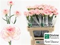 Гвоздика ст-Dianthus st-Pastel Damascu-65cm 2f63de43-86d4-11ee-0a80-0d52004cf9a0