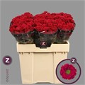 Хризантема сант-Chrysant sant-Melissa-55cm-950gr 2f7fbd31-bfa6-11ec-0a80-0b4c00089457