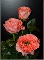 Роза-Rosa-Mandarin Xpression-50cm-IS 2f81a4a7-2b72-11f0-0a80-03e3000b9e0b