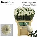 Хризантема одн-Chrysant Gr-Vienna White-80cm-120gr 2f8a9880-86d4-11ee-0a80-0d52004cf9a9
