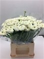Ранункулус-Ranunculus-Cloni Extra Firenze-46cm 2f92d702-bfa5-11ec-0a80-0b4c0007acbd