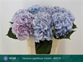 Гортензия-Hydrangea-M Ch Verena Bl violett-80cm 2f980bfb-403d-11ef-0a80-036c000e9717