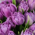 Тюльпан-Tulip-Du Double Price-37cm-36gr 2f9d30fe-86d4-11ee-0a80-0d52004cf9ac