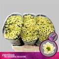 Хризантема сант-Chrysant sant-Rossi Cream-55cm-110gr 2fa7776f-bfa6-11ec-0a80-0b4c0008949d