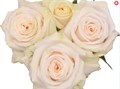 Роза куст-Rosa sp-Exclusive Sensation-53cm-Ti 2fcf771d-8c82-11f0-0a80-15c900313178