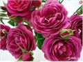 Роза куст-Rosa sp-Purple Tambourine-53cm-Ti 2fd5a33b-8c82-11f0-0a80-15c90031317e
