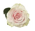 Роза-Rosa-Pink Mondial-70cm-CN 2fd74407-b2f5-11ed-0a80-045f0019b9ba