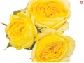 Роза куст-Rosa sp-Lemon Pom Pom -53cm-Ti 2fd8cfaf-8c82-11f0-0a80-15c900313181