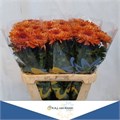 Хризантема одн-Chrysant Gr-Baveno Orange-80cm-85gr 04a44e1d-5376-11ed-0a80-0b7900380a56