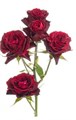 Роза куст-Rosa sp-Rouge Follies-53cm-Ti 2fe0c78f-8c82-11f0-0a80-15c900313184