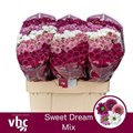 Хризантема сант-Chrysant sant-Gem--55cm-100gr 2fe0c9b9-6219-11ef-0a80-11d800212e28