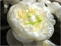 Пион-Paeonia-Duchessa-60cm 2fe19f75-06bb-11ef-0a80-05b80056b51d