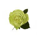 Роза-Rosa-Lemonade-60cm-FE 2fe5b802-634d-11ee-0a80-0f1f000603d3
