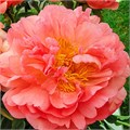Пион-Paeonia-Coral Sunset-70cm 2fe5d3cf-06bb-11ef-0a80-05b80056b520