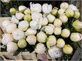 Пион-Paeonia-Claude Tain-60cm 2ff0e63e-06bb-11ef-0a80-05b80056b523