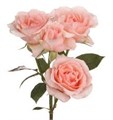 Роза куст-Rosa sp-Alina Parfumella Spray-53cm-Ti 2ff445c0-8c82-11f0-0a80-15c900313193