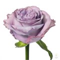 Роза-Rosa-Dolcetto-50cm-RO 2ff4704c-2748-11f0-0a80-02cc003cadd6