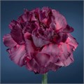 Гвоздика SE-Dianthus SE-Metalica Rose--FC 2ff51f26-e91b-11ee-0a80-01f80020c2f5